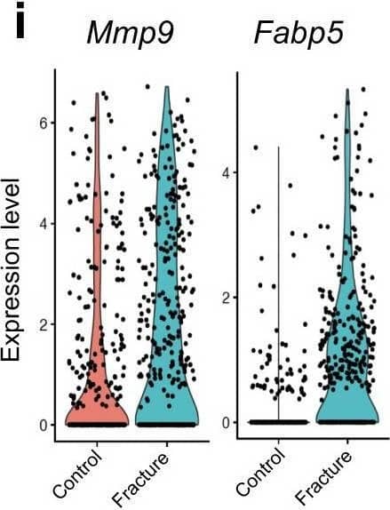 Flow Cytometry MMP-9 Antibody [Unconjugated]