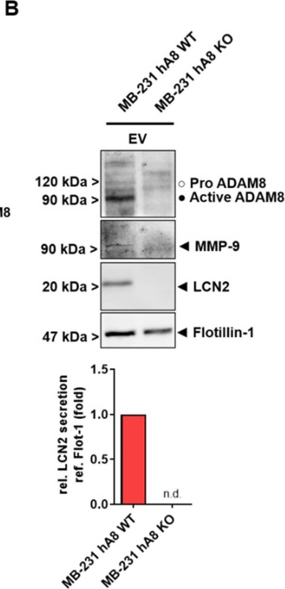 Western Blot MMP-9 Antibody [Unconjugated]