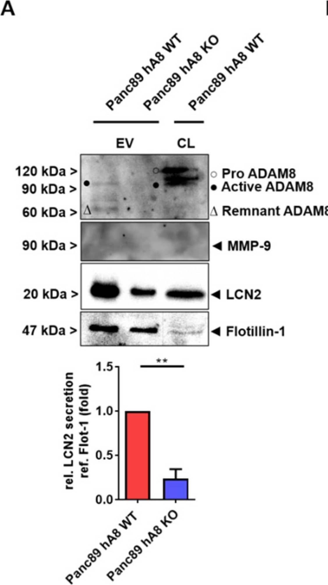 Western Blot MMP-9 Antibody [Unconjugated]