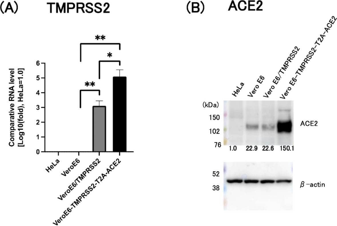 Increased expression of TMPRSS2 and ACE2 by Vero E6-TMPRSS2-T2A-ACE2 cells. (A) Analysis of TMPRSS2 mRNA levels by qRT-PCR. mRNA levels (-fold) in Vero E6, VeroE6/TMPRSS2, and Vero E6-TMPRSS2-T2A-ACE2 cells were compared with those in HeLa229 cells (set to 1.0). *: p < 0.005, **: p < 0.0001. (B) Western blot analysis with an anti-human ACE2 antibody was performed to detect ACE2 protein in HeLa229, Vero E6, VeroE6/TMPRSS2, and Vero E6-TMPRSS2-T2A-ACE2 cells.  beta -actin was used as a loading control. The amount of ACE2 protein detected in each cells was normalized with the that of  beta -actin and expressed as a fold change (the amount in HeLa cells was set to 1.0). The transferred membrane was cut prior to hybridization with anti-ACE2 or anti-beta -actin. The original of blots with membrane edges visible was shown in the Supplementary figure S4. Image collected and cropped by CiteAb from the following open publication (//pubmed.ncbi.nlm.nih.gov/39438626), licensed under a CC-BY license. Not internally tested by R&D Systems.