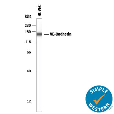 Simple Western lane view shows lysates of HUVEC human umbilical vein endothelial cells, loaded at 0.2 mg/mL. A specific band was detected for VE‑Cadherin at approximately 162 kDa (as indicated) using 12.5 µg/mL of Goat Anti-Human VE‑Cadherin Antigen Affinity-purified Polyclonal Antibody (Catalog # AF938) . This experiment was conducted under reducing conditions and using the 12-230 kDa separation system.