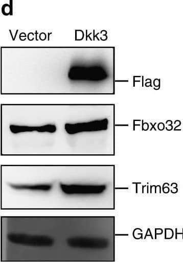 Over-expression of Dkk3-induced atrophy in cultured myotubes. a Representative images of myotubes over-expressing Dkk3. Primary myotubes were infected by adenovirus-encoding Dkk3 or control vector. Seventy two hours after infection, the myotubes over-expressing Dkk3 were significantly thinner than those infected by control vector. Green indicated myosin heavy chain (MYHC) immunofluorescent staining. Blue indicated DAPI staining of nuclei; Merge indicated merged images of MYHC and DAPI. Scale bars, 50 μm. b Quantification of the average diameters of the myotubes over-expressing Dkk3 or vector control. Error bars indicated s.d. and were based on three independent experiments. The diameters of 900 myotubes were measured in each experiment. ** indicated p < 0.01. cFbxo32 and Trim63 expression levels increased after Dkk3 over-expression. Vector indicated myotubes infected with adenovirus-encoding vector control. Dkk3 indicated myotubes infected with adenovirus-encoding Dkk3. Error bars indicated s.d. and were based on three independent experiments. ** indicated p < 0.01. d Over-expression of Dkk3 increased the protein levels of Fbxo32 and Trim63. Immunoblotting assays were performed with whole-cell extracts from myotubes over-expressing Dkk3 or vector control. Dkk3 was tagged with Flag tag. GAPDH served as internal control. All p-values were based on two-tailed t-test Image collected and cropped by CiteAb from the following open publication (//pubmed.ncbi.nlm.nih.gov/29717119), licensed under a CC-BY license. Not internally tested by R&D Systems.