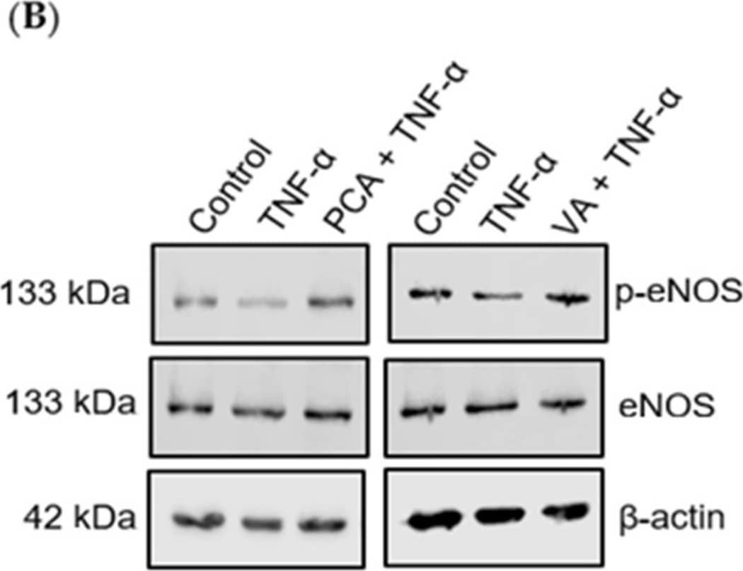 Phenolic metabolites upregulate eNOS pathway in response to TNF-alpha . The expression and phosphorylation of eNOS was measured in HUVECs pre-stimulated with C3G and phenolic metabolites for 24 h +/− TNF-alpha  for an additional 24 h. (A) Representative graphs for eNOS mRNA. (B) Representative Western blot bands for eNOS. (C) Western blot representative graphs. All data expressed as mean = 3, ±SEM. Significance value was set at # p < 0.05, ## p < 0.01 vs. control and * p < 0.05 versus TNF-alpha . Image collected and cropped by CiteAb from the following open publication (//www.mdpi.com/2218-1989/14/11/613), licensed under a CC-BY license. Not internally tested by R&D Systems.