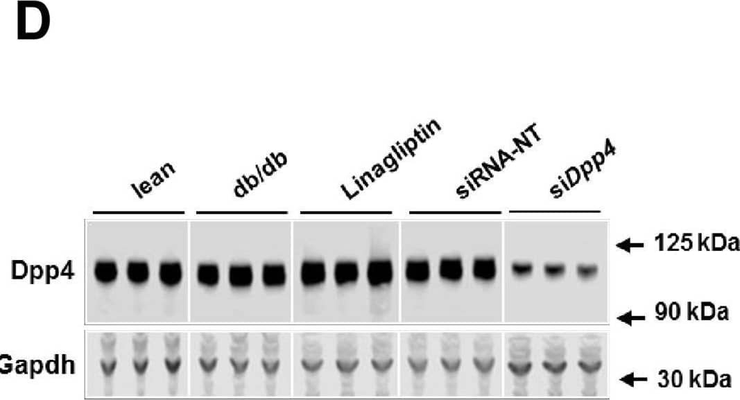 siRNA-mediated knock-down of hepatic dpp4 in db/db mice.(A) Schematic illustration of the study design. (B, C and D) Liver samples were taken after study termination at day 30. (B) dpp4 mRNA expression was analyzed by real-time PCR after indicated treatment. (C) Quantification of dpp4 protein abundance. (D) Representative Western Blot images show dpp4 protein levels after indicated treatment. (E) Circulating dpp4 protein levels as well as (F) circulating dpp4 activity was measured three days after last dosing at day 30. (G) Quantification of active GLP-1 and (H) GIP at day 30. Data are mean values ± SEM, n = 6–8, *p<0.05, **p<0.005 and ***p<0.0001 as indicated (ANOVA, Tukey's multiple comparisons test). FC = fold change. Image collected and cropped by CiteAb from the following open publication (//pubmed.ncbi.nlm.nih.gov/31794591), licensed under a CC-BY license. Not internally tested by R&D Systems.