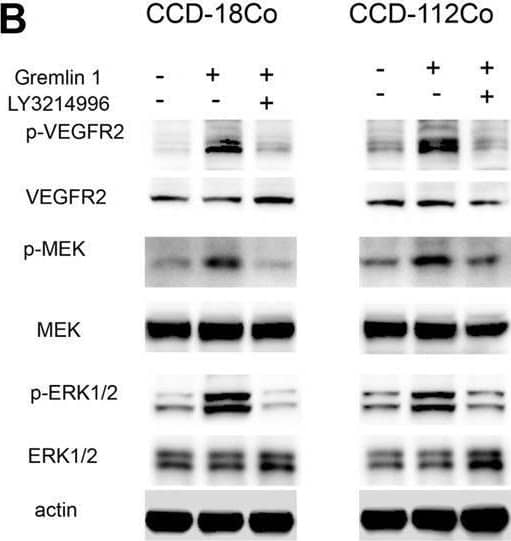 Western Blot Gremlin 1 Antibody [Unconjugated]