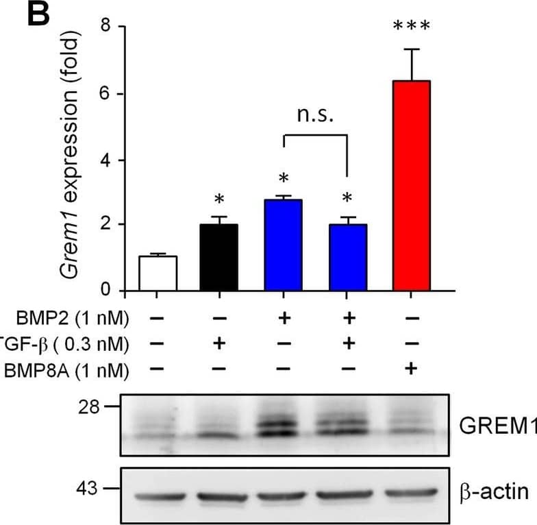 Western Blot Gremlin 1 Antibody [Unconjugated]