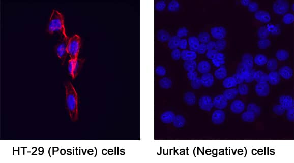 Immunocytochemistry EpCAM/TROP1 Antibody [Unconjugated]