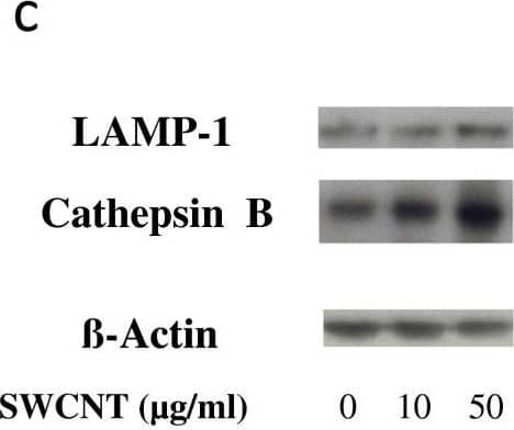 Evaluation of lysosomal activation in SWCNT-exposed cells. Panel a: Epi-fluorescence images of macrophages unexposed (upper line) or exposed (lower line) to 50 μg/ml SWCNT for 24 hours stained with Acridine Orange (for lysosomes, in red) and DAPI (RNA/DNA, in green). Merge: combination of Acridine Orange and DAPI staining (overlapping appeared yellow). Panel b: Cathepsin activity in macrophages exposed to SWCNT for 3 hours. *: p < 0.001 between groups. Panel c: Western Blot images of LAMP-1 (120 kDa) and Cathepsin B (37 kDa) expression in macrophages exposed for 24 hours to SWCNT.  beta -Actin is given as internal standard. Panel d: quantification of LAMP-1 and Cathepsin B expression, normalized to  beta -Actin expression. *: p < 0.05 between groups. Image collected and cropped by CiteAb from the following open publication (//pubmed.ncbi.nlm.nih.gov/23800198), licensed under a CC-BY license. Not internally tested by R&D Systems.