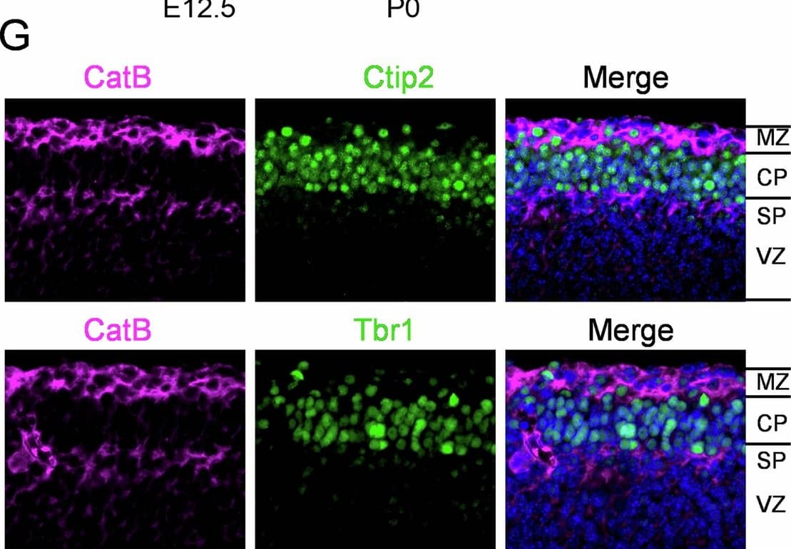 CatB is expressed highly in the developing mouse cortex. A CatB protein levels in mouse cortex at indicated embryonic (E), postnatal (P), or adult stages assessed by Western blot. Representative blots from three independent experiments (n = 3 mice per time point). B, C Quantification of pro-form (B) and mature-form (C) CatB expression normalized to Actin (n = 3 mice per group). D Schematic illustration of cell migration from ventricular zone (VZ) to preplate (PP) in E12.5 embryos. E Fluorescent images of CatB (magenta) and Hoechst (blue) in WT mice at E12.5, E14.5 and P0. Scale bar, 100 μm. F Quantification of CatB staining intensity in (E), normalized to VZ/SVZ at each time point. Images were taken from 3 mice per stage, 3 brain sections per mouse. G Immunofluorescent staining of CatB (magenta) with Ctip2 (green) or Trb1(green) in the cortex of WT mice at E12.5. Scale bar, 50 μm. *P < 0.05, **P < 0.01. Error bars represent mean ± SEM. Image collected and cropped by CiteAb from the following open publication (//pubmed.ncbi.nlm.nih.gov/40702210), licensed under a CC-BY license. Not internally tested by R&D Systems.