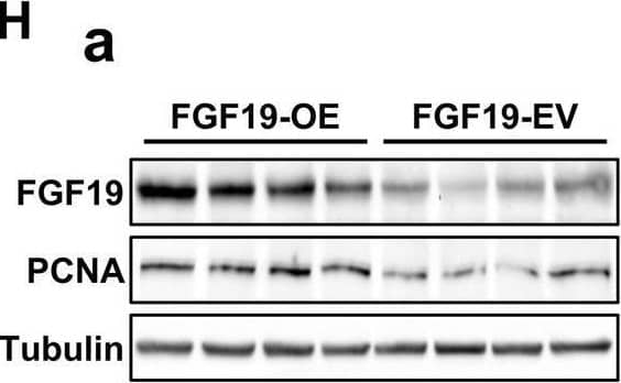 Western Blot FGF-19 Antibody [Unconjugated]
