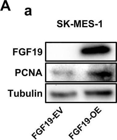 Western Blot FGF-19 Antibody [Unconjugated]