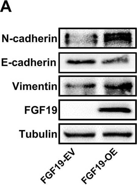 Western Blot FGF-19 Antibody [Unconjugated]