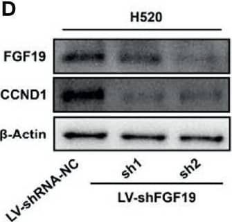 Western Blot FGF-19 Antibody [Unconjugated]