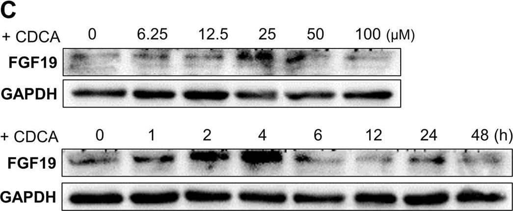 Western Blot FGF-19 Antibody [Unconjugated]