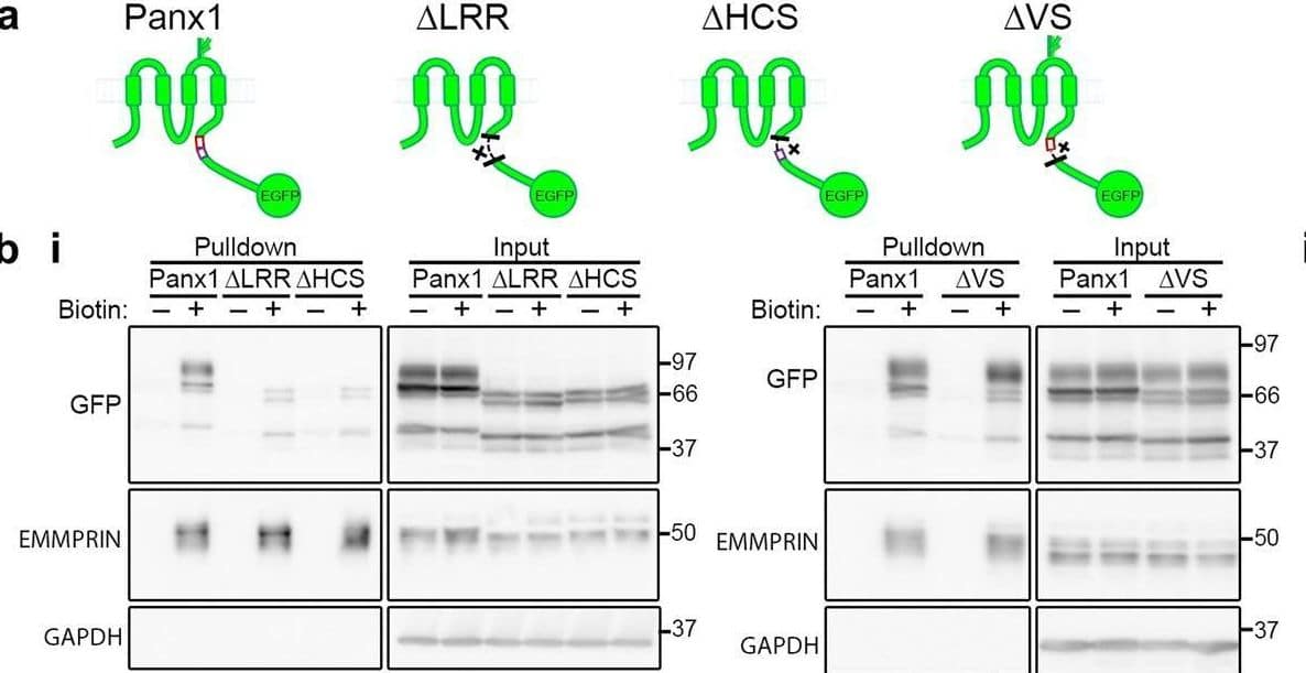A novel putative LRR motif in the Panx1CT is necessary for trafficking Panx1-EGFP to the cell surface. (a) Schematic of full length Panx1-EGFP and the Panx1∆LRR-EGFP, Panx1∆HCS-EGFP, and Panx1∆VS-EGFP deletion mutants. Image collected and cropped by CiteAb from the following open publication (//pubmed.ncbi.nlm.nih.gov/31278290), licensed under a CC-BY license. Not internally tested by R&D Systems.