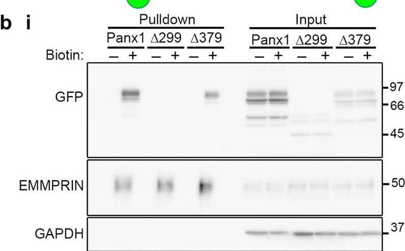 The proximal Panx1CT is necessary for cell surface localization of Panx1-EGFP. (b) Cell surface biotinylation assays reveal that the proximal Panx1CT is required for cell surface localization in HEK293T cells. (i) Representative Western blot of pulldown (cell surface protein) and input. Anti-EMMPRIN was used as a positive control for biotin pulldown and as a loading control, and anti-GAPDH was used as a negative control against biotin internalization. Image collected and cropped by CiteAb from the following open publication (//pubmed.ncbi.nlm.nih.gov/31278290), licensed under a CC-BY license. Not internally tested by R&D Systems.