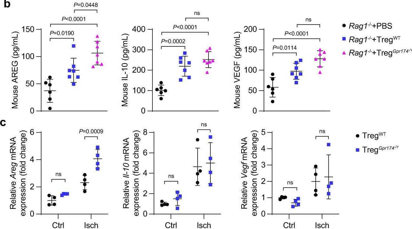 GPR174 regulates neovascularization by inhibiting AREG expression in Tregs. b Serum AREG, IL-10, & VEGF protein content in Rag1−/− mice receiving Tregs 7 days after adoptive transplantation experiments (n = 6 for PBS → Rag1−/− mice; n = 7 for wild-type Tregs→Rag1−/− mice; n = 7 for GPR174-deficient Tregs→Rag1−/− mice). Image collected & cropped by CiteAb from the following open publication (//pubmed.ncbi.nlm.nih.gov/36473866), licensed under a CC-BY license. Not internally tested by R&D Systems.