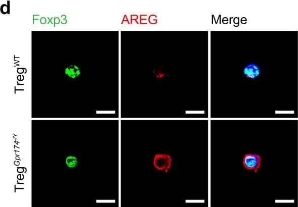 GPR174 regulates neovascularization by inhibiting AREG expression in Tregs. d Representative immunofluorescent images of AREG (red) & DAPI (blue) staining in Tregs isolated from ischemic muscle of WT & Gpr174−/Y mice 7 days after HLI. Scale bar, 10 μm. Image collected & cropped by CiteAb from the following open publication (//pubmed.ncbi.nlm.nih.gov/36473866), licensed under a CC-BY license. Not internally tested by R&D Systems.