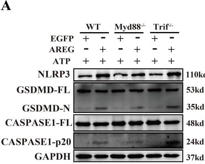 MyD88 silencing and NF kappa B inhibition restrain extracellular AREG-induced macrophage pyroptosis. NLRP3, CASPASE1-p20, and GSDMD-N expression levels were detected in extracellular AREG-induced Myd88−/− and Trif−/−BMDM via Western blot (A, B). NLRP3, CASPASE1-p20, and GSDMD-N expression levels were detected in the inhibitor of NF kappa B (P65) (20 μM) pretreating extracellular AREG-induced BMDM for 2 h via Western blot (C, D). Data are presented as mean ± SEM (n ≥ 3). *P < 0.05, **P < 0.01, ***P < 0.001 vs. Control. ns, no significient; AREG, amphiregulin; BMDM, bone marrow-derived macrophages; EGFR, epidermal growth factor receptor; GSDMD, gasdermin D. Image collected and cropped by CiteAb from the following open publication (//pubmed.ncbi.nlm.nih.gov/40292295), licensed under a CC-BY license. Not internally tested by R&D Systems.
