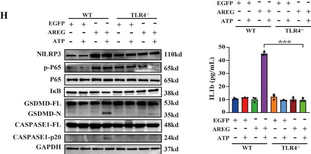 EGFR inhibition and TLR4 silencing impair AREG-induced macrophage pyroptosis. BMDM was stimulated with AREG+ATP or LPS+ATP, and the expression of NLRP3, p-P65, p-I kappa B, CASPASE-1-p20, and GSDMD-N was detected via Western blot (A-C). BMDM was stimulated with AREG+ATP or LPS+ATP, and oligomerization of ASC was detected using immunofluorescence (D, E). Experimental diagram of AREG-induced macrophage pyroptosis. For the priming step, BMDM was treated with AREG for 2.5 as the first signal and the ATP as the second signal (F). NLRP3, CASPASE-1-p20, and GSDMD-N expressions were detected in the EGFR inhibitor (1 mM) pretreating AREG +ATP-induced BMDM for 4 h through Western blot (G, J). NLRP3, CASPASE-1-p20, and GSDMD-N expressions were detected in AREG +ATP-induced TLR4−/−BMDM via Western blot (H, K). The expression of IL-1b and IL-18 was detected in the supernatant of AREG +ATP-induced TLR4−/−BMDM via ELISA (I). Data are presented as mean ± SEM (n ≥ 3). *P < 0.05, **P < 0.01, ***P < 0.001 vs. Control. ns, no significant; AREG, amphiregulin; BMDM, bone marrow-derived macrophages; EGFR, epidermal growth factor receptor; GSDMD, gasdermin D; ATP, adenosine triphosphate. Image collected and cropped by CiteAb from the following open publication (//pubmed.ncbi.nlm.nih.gov/40292295), licensed under a CC-BY license. Not internally tested by R&D Systems.