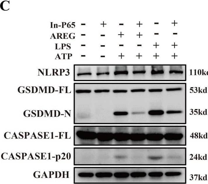 MyD88 silencing and NF kappa B inhibition restrain extracellular AREG-induced macrophage pyroptosis. NLRP3, CASPASE1-p20, and GSDMD-N expression levels were detected in extracellular AREG-induced Myd88−/− and Trif−/−BMDM via Western blot (A, B). NLRP3, CASPASE1-p20, and GSDMD-N expression levels were detected in the inhibitor of NF kappa B (P65) (20 μM) pretreating extracellular AREG-induced BMDM for 2 h via Western blot (C, D). Data are presented as mean ± SEM (n ≥ 3). *P < 0.05, **P < 0.01, ***P < 0.001 vs. Control. ns, no significient; AREG, amphiregulin; BMDM, bone marrow-derived macrophages; EGFR, epidermal growth factor receptor; GSDMD, gasdermin D. Image collected and cropped by CiteAb from the following open publication (//pubmed.ncbi.nlm.nih.gov/40292295), licensed under a CC-BY license. Not internally tested by R&D Systems.