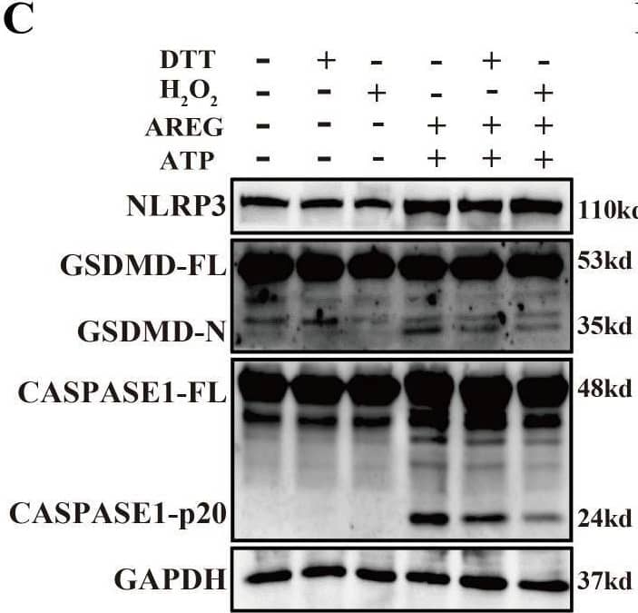DTT-pretreated extracellular AREG restrains macrophage pyroptosis. NLRP3, CASPASE1-p20, and GSDMD-N expressions were detected in LPS-induced BMDM after DTT (1 mM) or H2O2 (100 μM) pretreating LPS for 1 h (A, B). NLRP3, Caspase1-p20, and GSDMD-N expression were detected in AREG-induced BMDM after DTT (1 mM) or H2O2 (100 μM) pretreating AREG for 1 h (C, D). Data are presented as mean ± SEM (n ≥ 3).*P < 0.05, **P < 0.01, ***P < 0.001 vs. Control. ns, no significient; AREG, amphiregulin; BMDM, bone marrow-derived macrophages; EGFR, epidermal growth factor receptor; GSDMD, gasdermin D. Image collected and cropped by CiteAb from the following open publication (//pubmed.ncbi.nlm.nih.gov/40292295), licensed under a CC-BY license. Not internally tested by R&D Systems.