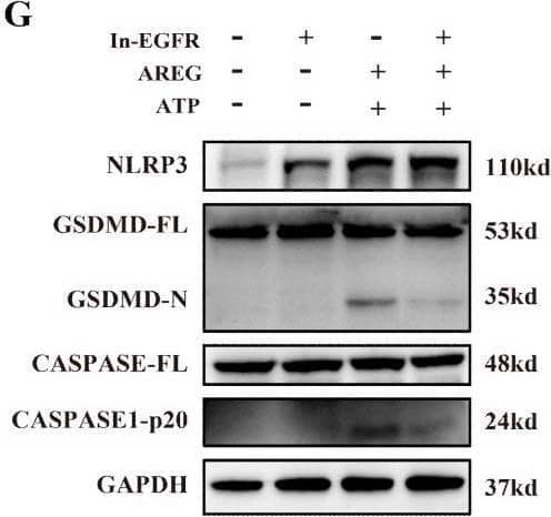 EGFR inhibition and TLR4 silencing impair AREG-induced macrophage pyroptosis. BMDM was stimulated with AREG+ATP or LPS+ATP, and the expression of NLRP3, p-P65, p-I kappa B, CASPASE-1-p20, and GSDMD-N was detected via Western blot (A-C). BMDM was stimulated with AREG+ATP or LPS+ATP, and oligomerization of ASC was detected using immunofluorescence (D, E). Experimental diagram of AREG-induced macrophage pyroptosis. For the priming step, BMDM was treated with AREG for 2.5 as the first signal and the ATP as the second signal (F). NLRP3, CASPASE-1-p20, and GSDMD-N expressions were detected in the EGFR inhibitor (1 mM) pretreating AREG +ATP-induced BMDM for 4 h through Western blot (G, J). NLRP3, CASPASE-1-p20, and GSDMD-N expressions were detected in AREG +ATP-induced TLR4−/−BMDM via Western blot (H, K). The expression of IL-1b and IL-18 was detected in the supernatant of AREG +ATP-induced TLR4−/−BMDM via ELISA (I). Data are presented as mean ± SEM (n ≥ 3). *P < 0.05, **P < 0.01, ***P < 0.001 vs. Control. ns, no significant; AREG, amphiregulin; BMDM, bone marrow-derived macrophages; EGFR, epidermal growth factor receptor; GSDMD, gasdermin D; ATP, adenosine triphosphate. Image collected and cropped by CiteAb from the following open publication (//pubmed.ncbi.nlm.nih.gov/40292295), licensed under a CC-BY license. Not internally tested by R&D Systems.