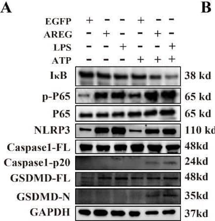 EGFR inhibition and TLR4 silencing impair AREG-induced macrophage pyroptosis. BMDM was stimulated with AREG+ATP or LPS+ATP, and the expression of NLRP3, p-P65, p-I kappa B, CASPASE-1-p20, and GSDMD-N was detected via Western blot (A-C). BMDM was stimulated with AREG+ATP or LPS+ATP, and oligomerization of ASC was detected using immunofluorescence (D, E). Experimental diagram of AREG-induced macrophage pyroptosis. For the priming step, BMDM was treated with AREG for 2.5 as the first signal and the ATP as the second signal (F). NLRP3, CASPASE-1-p20, and GSDMD-N expressions were detected in the EGFR inhibitor (1 mM) pretreating AREG +ATP-induced BMDM for 4 h through Western blot (G, J). NLRP3, CASPASE-1-p20, and GSDMD-N expressions were detected in AREG +ATP-induced TLR4−/−BMDM via Western blot (H, K). The expression of IL-1b and IL-18 was detected in the supernatant of AREG +ATP-induced TLR4−/−BMDM via ELISA (I). Data are presented as mean ± SEM (n ≥ 3). *P < 0.05, **P < 0.01, ***P < 0.001 vs. Control. ns, no significant; AREG, amphiregulin; BMDM, bone marrow-derived macrophages; EGFR, epidermal growth factor receptor; GSDMD, gasdermin D; ATP, adenosine triphosphate. Image collected and cropped by CiteAb from the following open publication (//pubmed.ncbi.nlm.nih.gov/40292295), licensed under a CC-BY license. Not internally tested by R&D Systems.