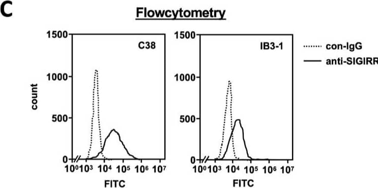 The expression of the cell surface of the SIGIRR is downregulated in CF cells. (A,B) Cell surface expression of the SIGIRR in (A) C38 and IB3-1, (B) NHBE and DHBE-CF (non-CF vs. CF) airway epithelial cells were assessed by biotinylation assay, followed by immunoblotting using anti-SIGIRR, calreticulin (CRT) and Sp1 antibodies. Protein bands in (A) were scanned, and relative band intensities were normalized to the  beta -actin band. The graphs represent the average relative band intensity with S.D. from four independent experiments. * p < 0.05; Student’s t-test (n = 3). (C) Flow cytometry for the SIGIRR was performed using C38 and IB3-1 cells. Surface expressions of the SIGIRR were indicated by a fluorescence shift compared to the isotype control antibody (dotted line). Image collected and cropped by CiteAb from the following open publication (//pubmed.ncbi.nlm.nih.gov/35887095), licensed under a CC-BY license. Not internally tested by R&D Systems.