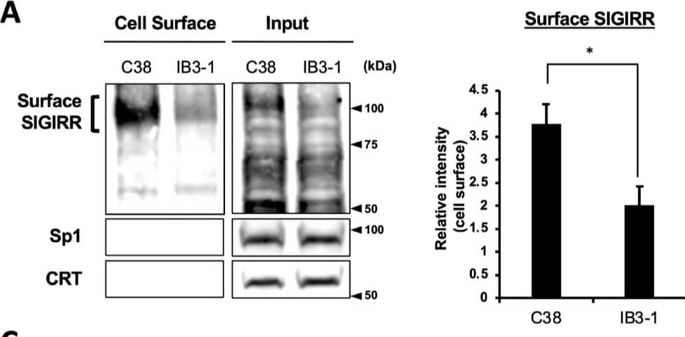 Western Blot SIGIRR Antibody [Unconjugated]