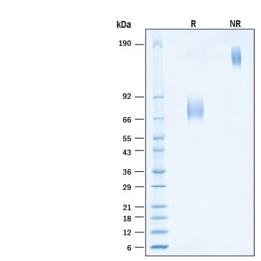 2 μg/lane of Recombinant Human B7‑1/CD80 Fc Chimera Alexa Fluor® 488 Protein (Catalog # AFG10133) was resolved with SDS-PAGE under reducing (R) and non-reducing (NR) conditions and visualized by Coomassie® Blue staining, showing bands at 66-80 kDa and 130-160 kDa, respectively.