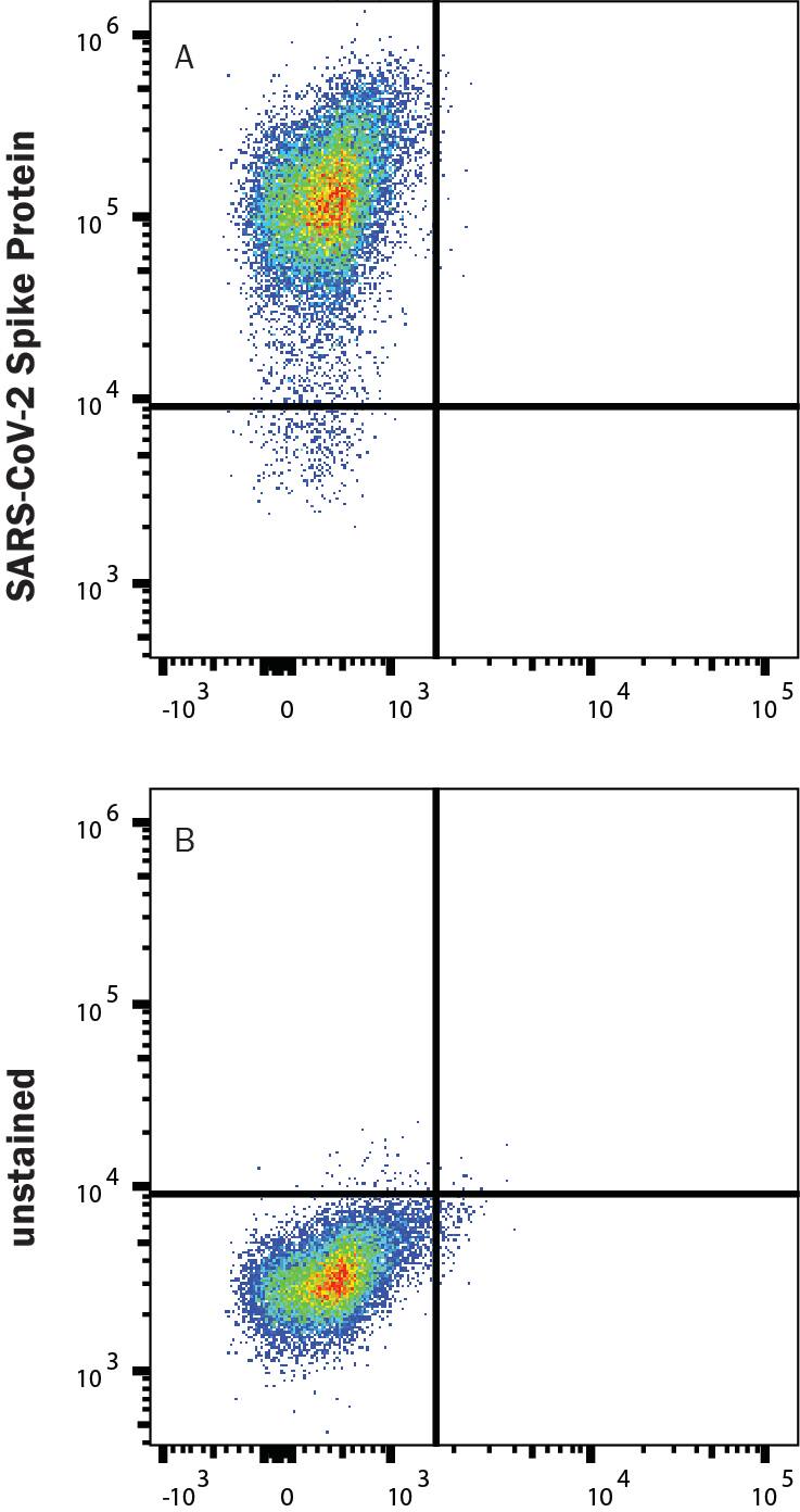 HEK293 human embryonic kidney cells transfected with human ACE-2 were stained with (A) 1 µg/mL (100 µL/well) Recombinant SARS-CoV-2 P.1 Spike (GCN4-IZ) His-tag Alexa Fluor® 488 Protein (Catalog # AFG10795) or (B) unstained.