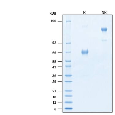 2 μg/lane of Recombinant Human PD-1 Fc Chimera Alexa Fluor® 488 Protein (Catalog # AFG1086) was resolved with SDS-PAGE under reducing (R) and non-reducing (NR) conditions and visualized by Coomassie® Blue staining, showing bands at 60-70 kDa and 120-140 kDa, respectively.