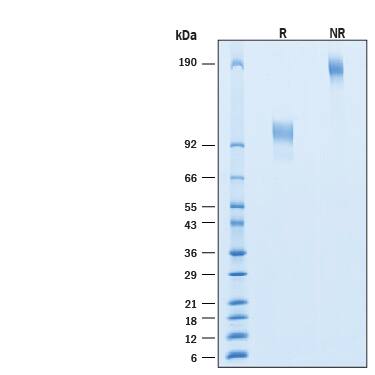 2 μg/lane of Recombinant Human CD30/TNFRSF8 Fc Chimera Alexa Fluor® 488 Protein (Catalog # AFG11155) was resolved with SDS-PAGE under reducing (R) and non-reducing (NR) conditions and visualized by Coomassie® Blue staining, showing bands at 80-110 kDa and 160-220 kDa, respectively.