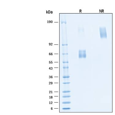 2 μg/lane of Recombinant Human HVEM/TNFRSF14 Fc Chimera Alexa Fluor® 488 Protein (Catalog # AFG11177) was resolved with SDS-PAGE under reducing (R) and non-reducing (NR) conditions and visualized by Coomassie® Blue staining, showing bands at 55-75 kDa and 110-150 kDa, respectively.