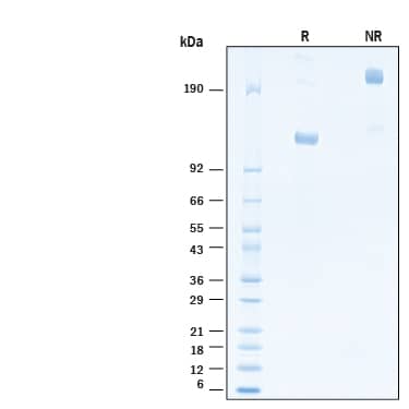 2 μg/lane of Recombinant Human ErbB2/Her2 Fc His Alexa Fluor® 488 Protein (Catalog # AFG1129) was resolved with SDS-PAGE under reducing (R) and non-reducing (NR) conditions and visualized by Coomassie® Blue staining, showing bands at 115-130 kDa and 230-260 kDa, respectively.