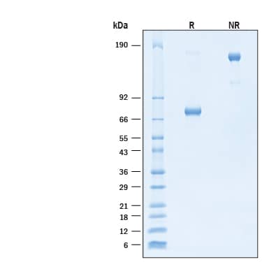 2 μg/lane of Recombinant Human PD‑L2/B7‑DC Fc Chimera Alexa Fluor® 488 Protein (Catalog # AFG1224) was resolved with SDS-PAGE under reducing (R) and non-reducing (NR) conditions and visualized by Coomassie® Blue staining, showing bands at 70-80 kDa and 140-160 kDa, respectively.
