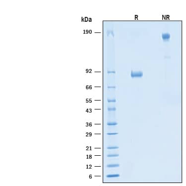 2 μg/lane of Recombinant Human B7‑H2 Fc Chimera Alexa Fluor® 488 Protein (Catalog # AFG165) was resolved with SDS-PAGE under reducing (R) and non-reducing (NR) conditions and visualized by Coomassie® Blue staining, showing bands at 80-90 kDa and 160-180 kDa, respectively.