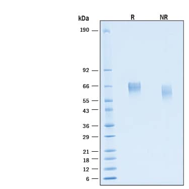 2 μg/lane of Recombinant Human CD155/PVR His-tag Alexa Fluor® 488 Protein (Catalog # AFG2530) was resolved with SDS-PAGE under reducing (R) and non-reducing (NR) conditions and visualized by Coomassie® Blue staining, showing bands at 60-70 kDa.