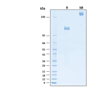 2 μg/lane of Recombinant Human EGFR Fc Chimera Alexa Fluor® 488 Protein (Catalog # AFG344) was resolved with SDS-PAGE under reducing (R) and non-reducing (NR) conditions and visualized by Coomassie® Blue staining, showing bands at 118-134 kDa and 236-268 kDa, respectively.