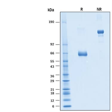 2 μg/lane of Recombinant Human EpCAM/TROP‑1 Fc Chimera Alexa Fluor® 488 Protein (Catalog # AFG960) was resolved with SDS-PAGE under reducing (R) and non-reducing (NR) conditions and visualized by Coomassie® Blue staining, showing bands at 60-70 kDa and 120-140 kDa, respectively.