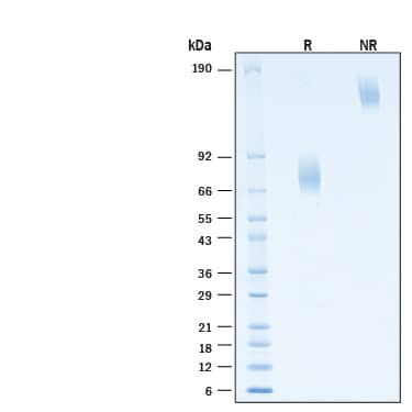 2 μg/lane of Recombinant Human B7‑1/CD80 Fc Chimera Alexa Fluor® 647 Protein (Catalog # AFR10133) was resolved with SDS-PAGE under reducing (R) and non-reducing (NR) conditions and visualized by Coomassie® Blue staining, showing bands at 66-80 kDa and 130-160 kDa, respectively.