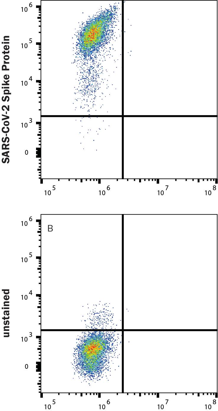 HEK293 human embryonic kidney cells transfected with human ACE-2 were stained with (A) 1 µg/mL (100 µL/well) Recombinant SARS-CoV-2 P.1 Spike (GCN4-IZ) His-tag Alexa Fluor® 647 Protein (Catalog # AFR10795) or (B) unstained.