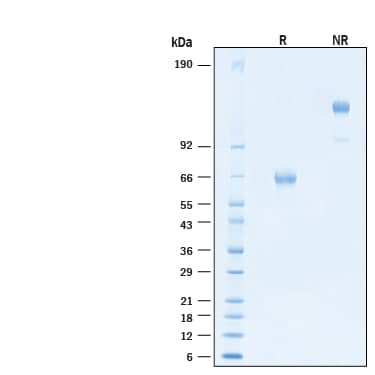 2 μg/lane of Recombinant Human PD-1 Fc Chimera Alexa Fluor® 647 Protein (Catalog # AFR1086) was resolved with SDS-PAGE under reducing (R) and non-reducing (NR) conditions and visualized by Coomassie® Blue staining, showing bands at 60-70 kDa and 120-140 kDa, respectively.