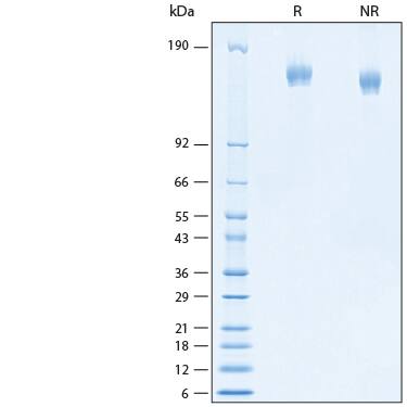 2 μg/lane of Recombinant SARS-CoV-2 B.1.617.2 S Alexa Fluor 647 Protein (Catalog # AFR10878) was resolved with SDS-PAGE under reducing (R) and non-reducing (NR) conditions and visualized by Coomassie® Blue staining, showing bands at 144-170 kDa.