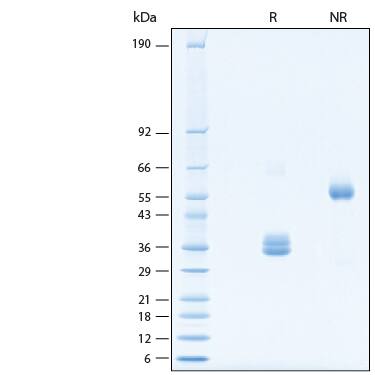 2 μg/lane of Recombinant Human IgG1 Fc Alexa Fluor® 647 Protein (Catalog # AFR110) was resolved with SDS-PAGE under reducing (R) and non-reducing (NR) conditions and visualized by Coomassie® Blue staining, showing bands at 30-35 kDa and 60-70 kDa, respectively.