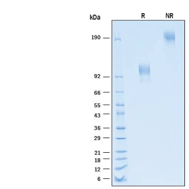2 μg/lane of Recombinant Human CD30/TNFRSF8 Fc Chimera Alexa Fluor® 647 Protein (Catalog # AFR11155) was resolved with SDS-PAGE under reducing (R) and non-reducing (NR) conditions and visualized by Coomassie® Blue staining, showing bands at 80-110 kDa and 160-220 kDa, respectively.