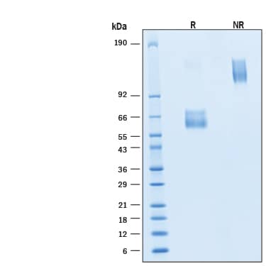 2 μg/lane of Recombinant Human HVEM/TNFRSF14 Fc Chimera Protein (Catalog # AFR11177) was resolved with SDS-PAGE under reducing (R) and non-reducing (NR) conditions and visualized by Coomassie® Blue staining, showing bands at 55-75 kDa and 110-150 kDa, respectively.