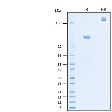 2 μg/lane of Recombinant Human ErbB2/Her2 Fc His Alexa Fluor® 647 Protein (Catalog # AFR1129) was resolved with SDS-PAGE under reducing (R) and non-reducing (NR) conditions and visualized by Coomassie® Blue staining, showing bands at 115-130 kDa and 230-260 kDa, respectively.