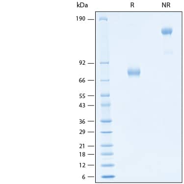 2 μg/lane of Recombinant Human Siglec‑3/CD33 Fc Chimera Alexa Fluor® 647 Protein (Catalog # AFR1137) was resolved with SDS-PAGE under reducing (R) and non-reducing (NR) conditions and visualized by Coomassie® Blue staining, showing bands at 67-85 kDa.